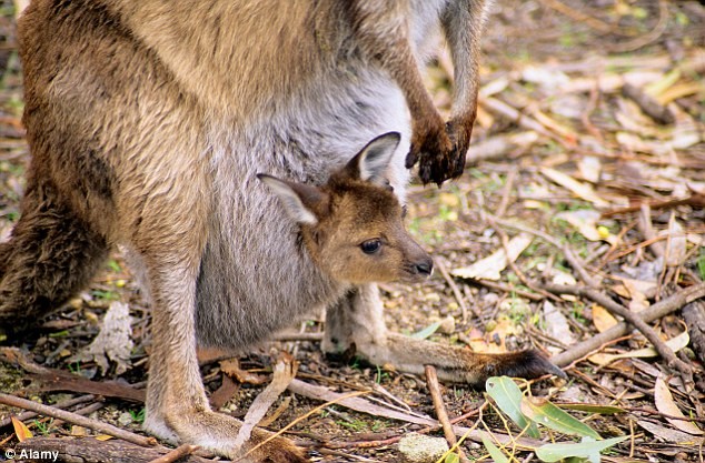 Đảo[-]Chuột[-]Túi[-][-]ở[-]Australia